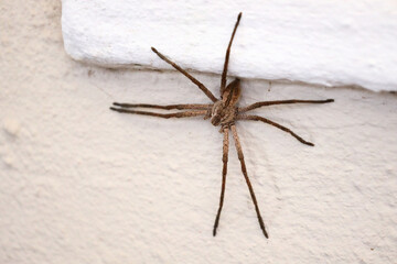 A rain spider sitting on the wall of a house, seeking protection from rain and wind.