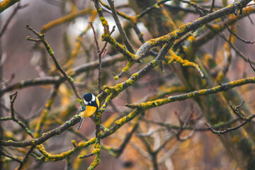 titmouse after the first frost in the morning