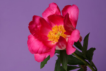 shape with magenta petals and a yellow center isolated on a purple background.