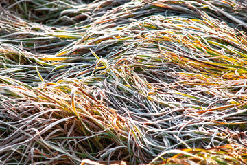 frost on green grass. grass after the first frost