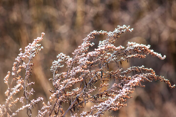 grass after the first frost