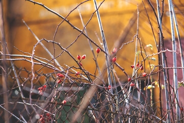rose hips in the month of January