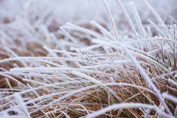 morning frost on the grass. Winter background