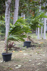 Palm Tree Juvenile Royal and Fish Tail stand in the flower pot and bend in the storm 