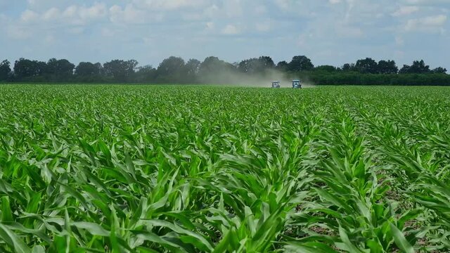 Fertilizing Green Corn In The Field