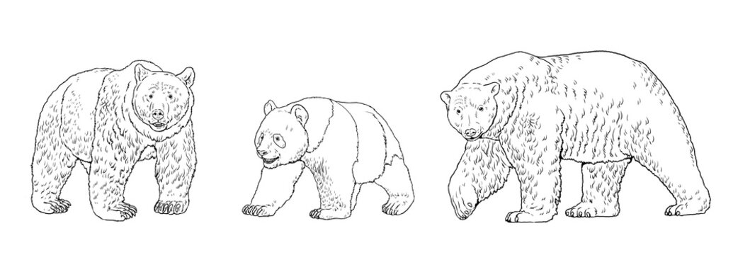 Polar bear, brown bear and panda bear illustration. Bear drawing for coloring book.	