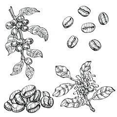 Coffee tree and beans in graphic style hand draw on white background. Isolated object with engraved style illustration. The best for design logo, menu, label, icon, stamp.
