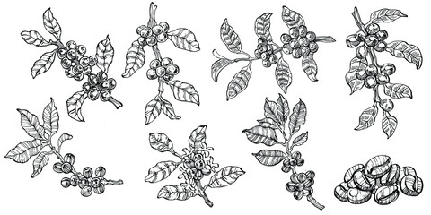 Coffee tree and beans in graphic style hand draw on white background. Isolated object with engraved style illustration. The best for design logo, menu, label, icon, stamp.