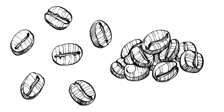 Coffee tree and beans in graphic style hand draw on white background. Isolated object with engraved style illustration. The best for design logo, menu, label, icon, stamp.
