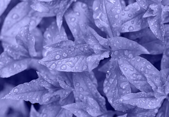 Top view photography of the glossy leafs with rain drops,colored in trendy 2022 color.