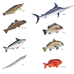 poisson brosse, légine austral, panda, sabre, espadon, dernier, corbe, empereur rouge, isolé, aliment, animal, blanc, pêche, frais, brut, sain, ailette, eau douce, nature, attraper, fleuve, blatte, fr