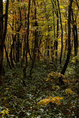 Fototapeta premium 紅葉の木々