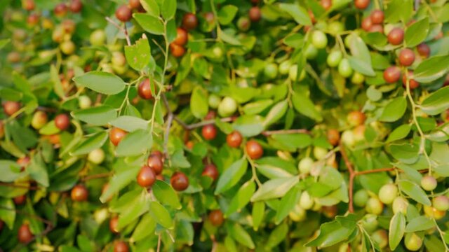 Ziziphus jujuba, commonly called jujube, red date. Plant, Organic Garden