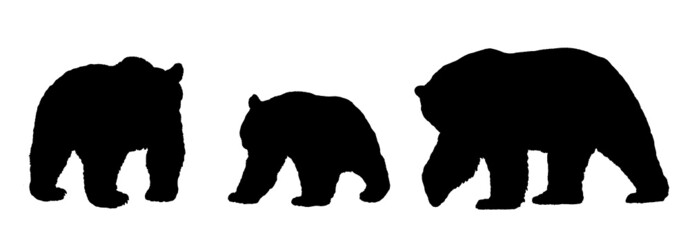Polar bear, brown bear and panda bear illustration. Bear silhouette illustration.	