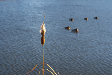 Wild ducks swim in the lake. Sunny autumn day.