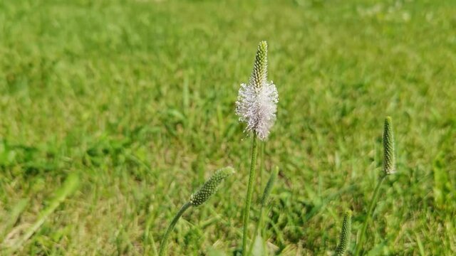 Slow video plantain flower. Organic summer therapy grass. Green lawn. Sunny day. Herb weeds. Outdoor background. Medical psyllium flora