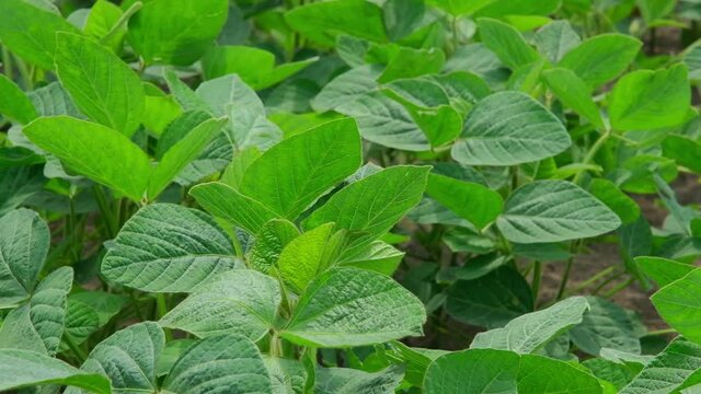 green soybeans in the field during flowering