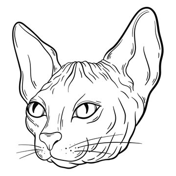 recommend clip art: Sphynx cat animal head sketch engraving vector illustration. Black and white hand drawn image.
