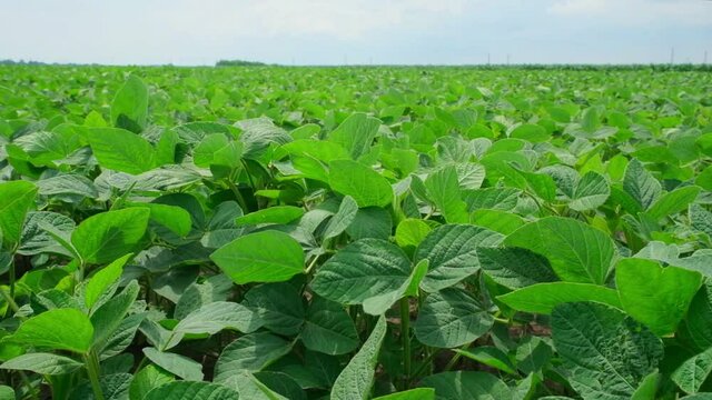 green soybeans in the field during flowering