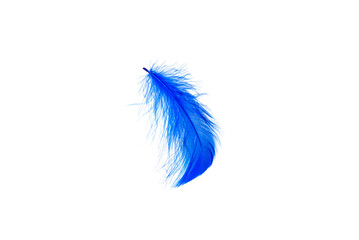 Blue feather isolated on white background.
