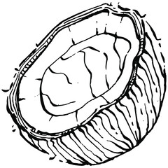 Vector coconut hand drawn Sketch. Vector tropical food illustration. Vintage style. The best for design logo, menu, label, icon, stamp.