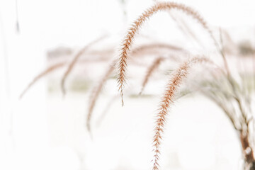 Close up of grass flower for background