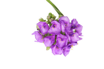 Naklejka premium purple flowers of Tradescantia isolated on a white background