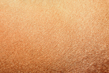 Full frame brown fur textures and textures for design,horse,cow hair.