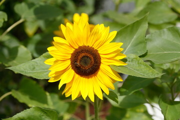 Sonnenblume, Blume, Blüte, Deutschland, Europa