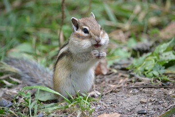 Chipmunk