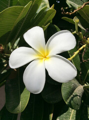 frangipani plumeria flower