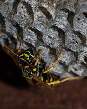 The European Wasp Builds A Nest To Create A New Colony. Aspen Nest Of A Paper Wasp. Wild Paper Wasp Building A Nest Next To A Man, Vertical Frame