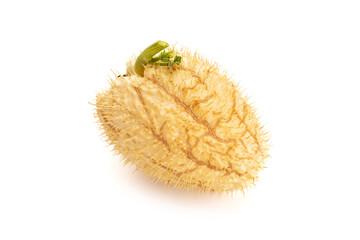 Prickly Chayote Squash fruit isolated on white background. Sechium edule