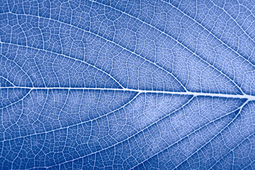 leaf close up macro in color of the year 2022