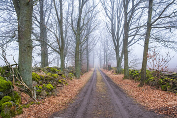 Fototapeta na wymiar Tree lined dirt road with fog in the countryside