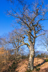 Old leafless oak tree at spring