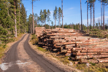 Fototapeta na wymiar Timber logs by a forest road
