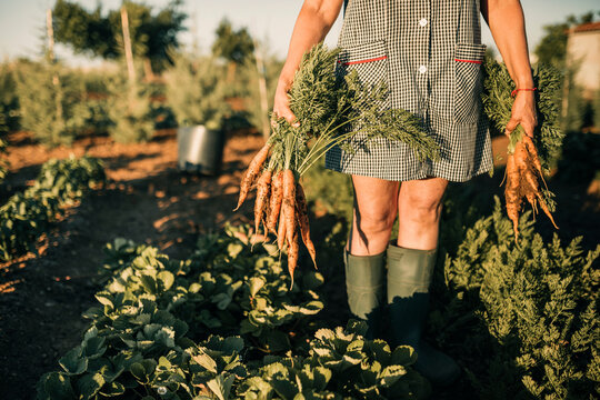 Female farm worker picking carrots at plantation