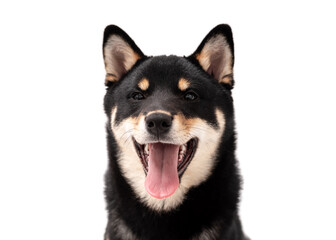 A 6 month old Shiba Inu puppy isolated on a white background.