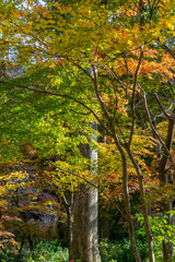 Obraz premium 三千院