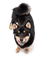 A 6 month old Shiba Inu puppy isolated on a white background.