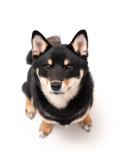 A 6 month old Shiba Inu puppy isolated on a white background.