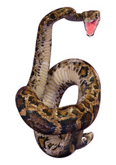 Naklejka premium 3D Rendering Burmese Python on White