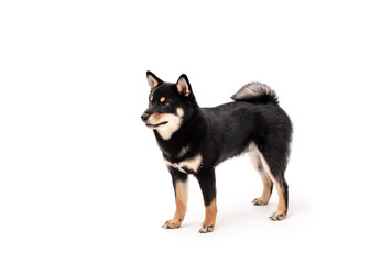 A 6 month old Shiba Inu puppy isolated on a white background.