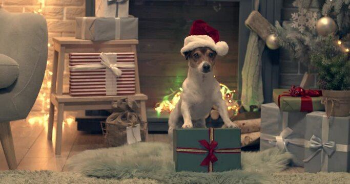 Cute Jack Russel terrier in Santa hat and with Christmas gifts near fireplace 