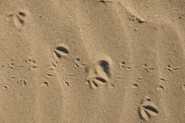 The surface of the sea on the sand, waves on the beach a