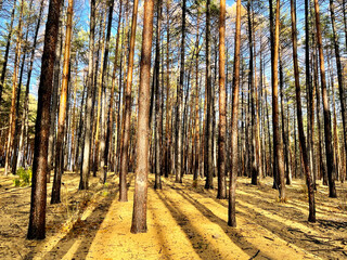 Forest in sunny weather in the fall. Ufa, Republic of Bashkortostan