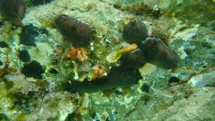 Kidney sponge (Chondrosia reniformis) and bryozoa or moss animal Schizomavella (Schizomavella) linearis undersea, Aegean Sea, Greece, Halkidiki