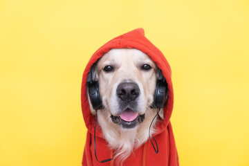 On a yellow background sits a cute dog wearing headphones and a red sweatshirt with a hood. Golden...