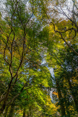 Fototapeta premium 勝手神社